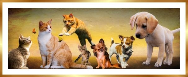 propolis hond kat