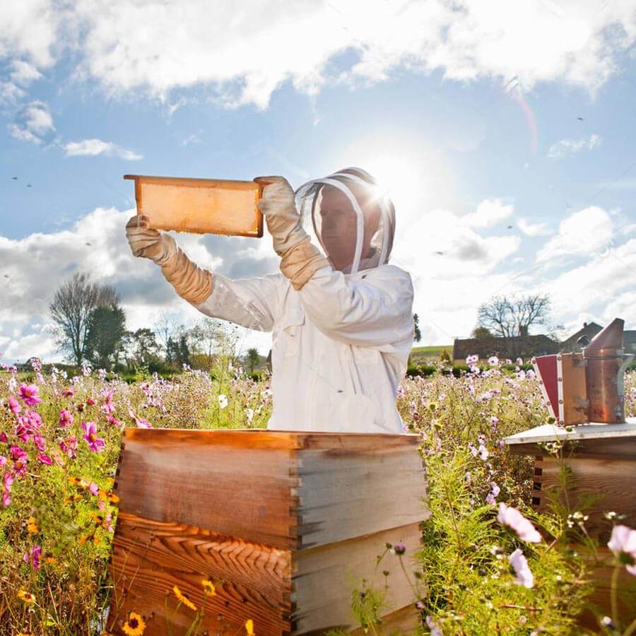 Hobby - Bijenhotels, Bijenwas & Imkerij Accessoires