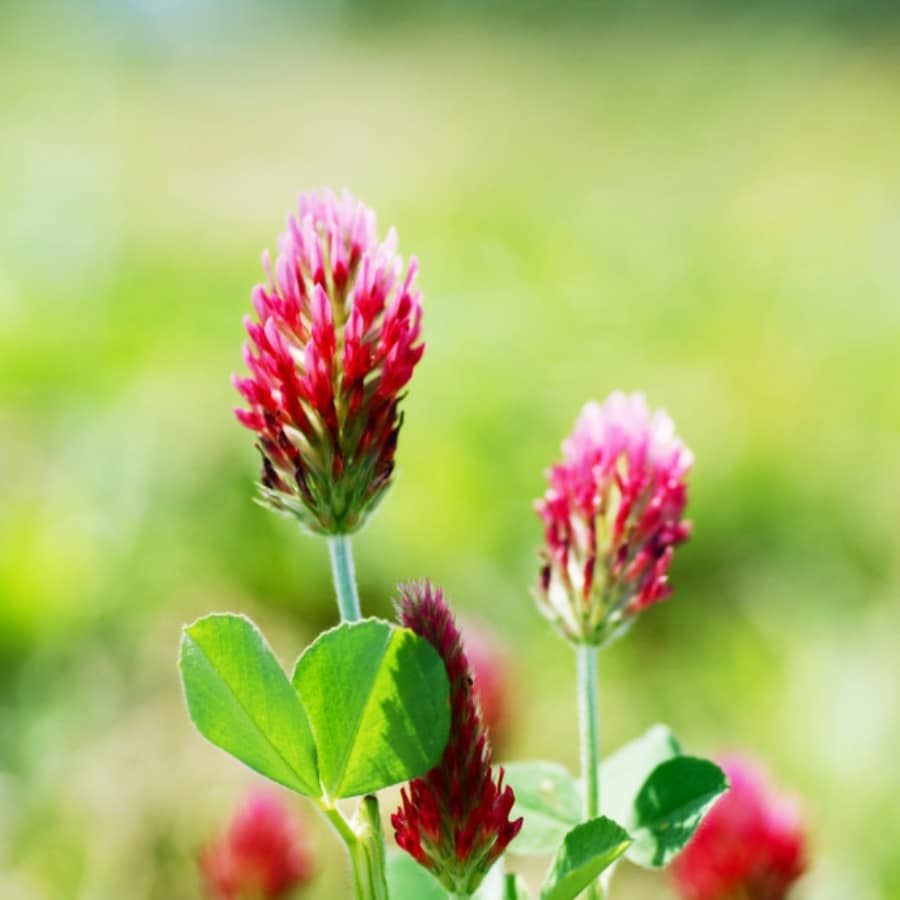 rode klaver Incarnaatklaver Lekkerhoning.nl