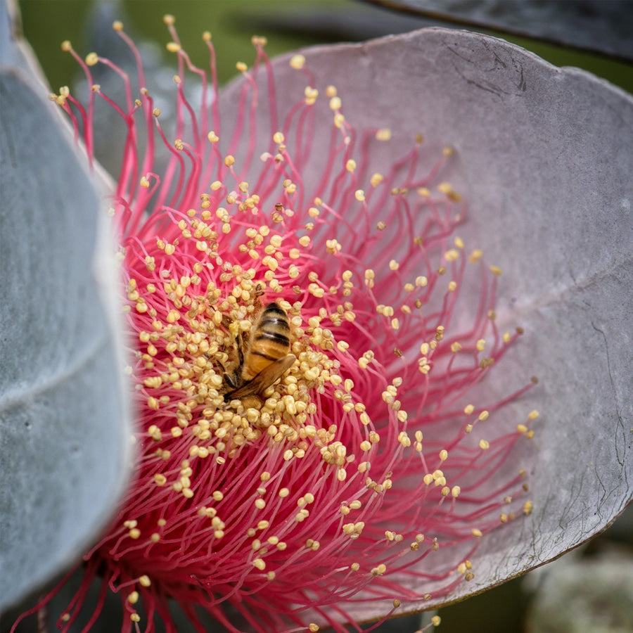 Vrije luchtwegen - SOS- Lekkerhoning.nl