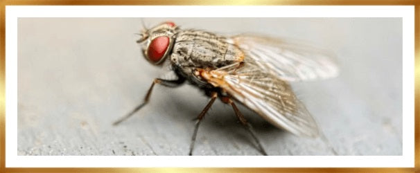 Vliegen bestrijden met honing