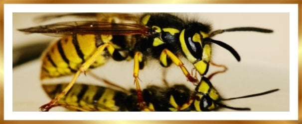 maken wespen honing?