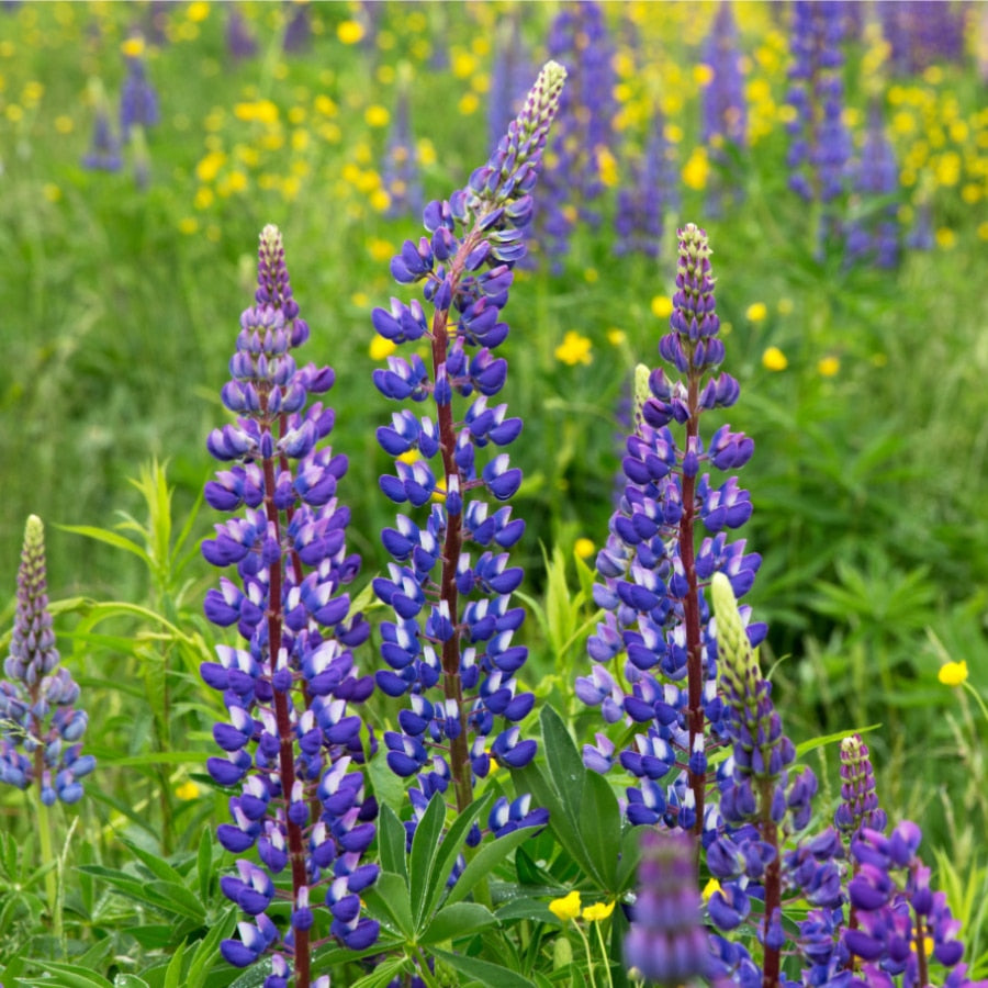 Blauwe lupine Lekkerhoning.nl