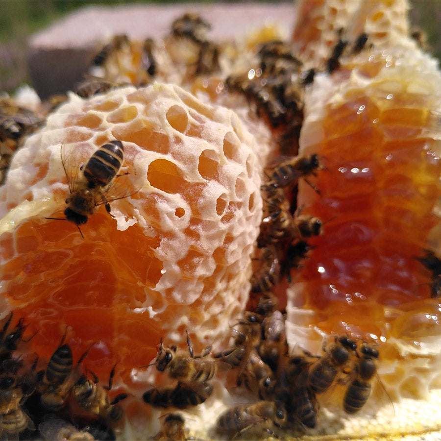 Zomer Raathoning uit Roemenie